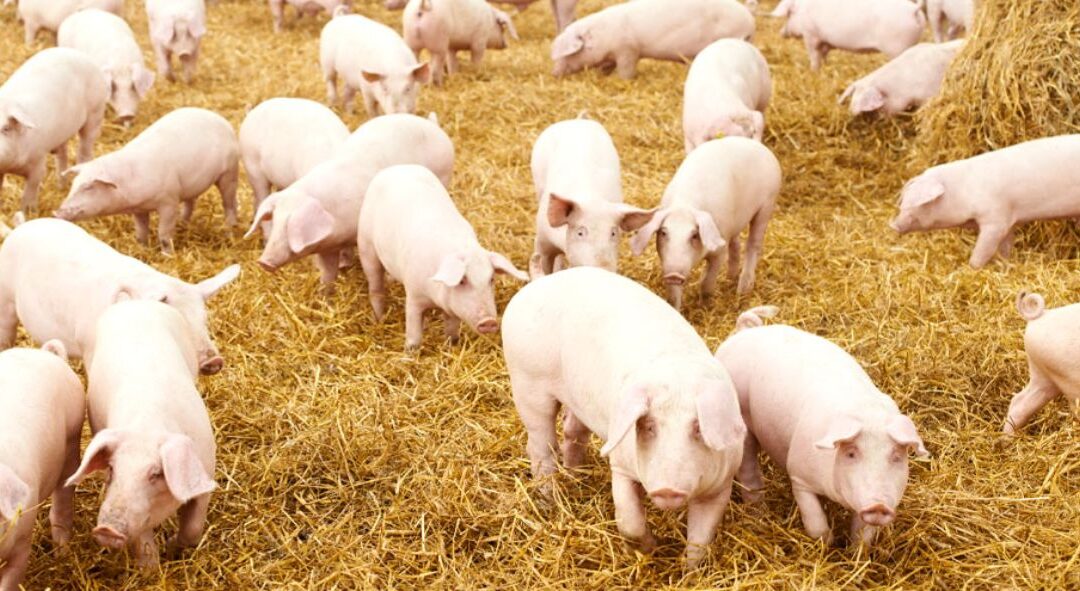 The Sustainable Swine Revolution: How SSR is Paving the Way