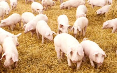 The Sustainable Swine Revolution: How SSR is Paving the Way