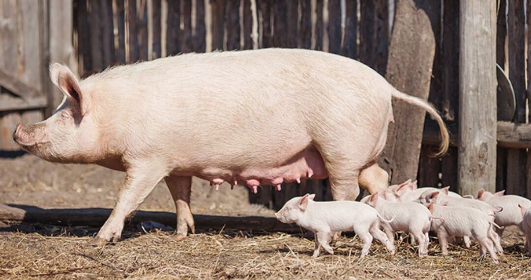 Sows vs. Market Pigs